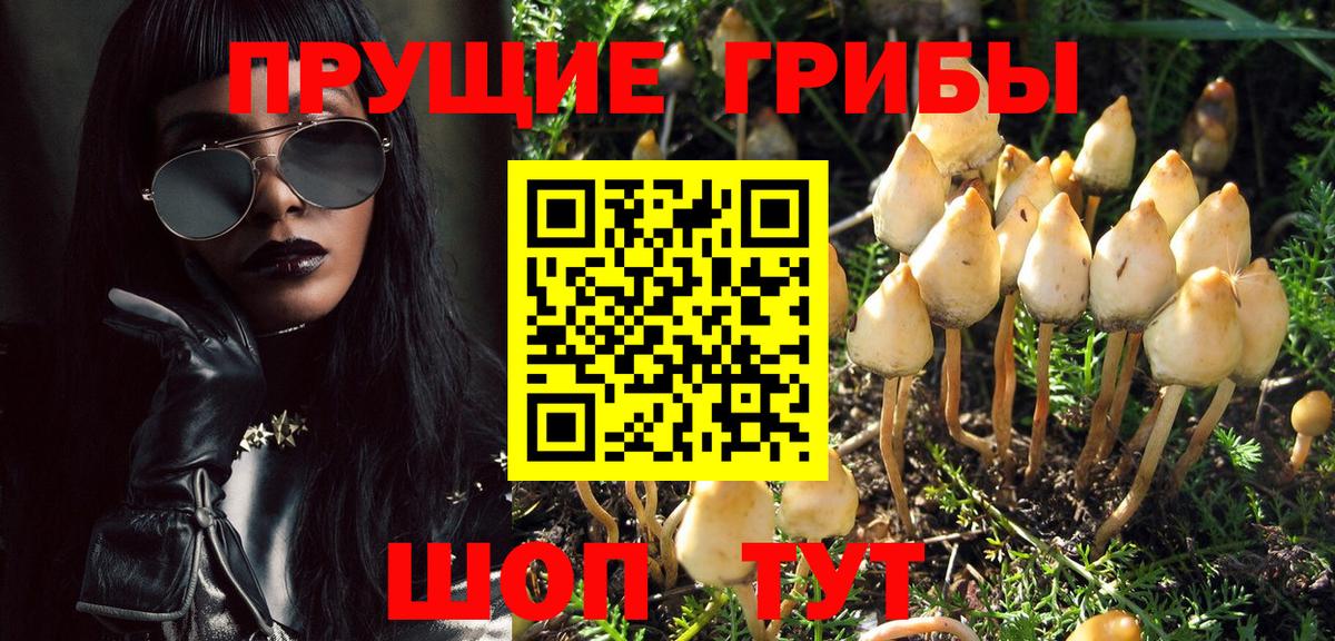 Советск  Псилоцибиновые грибы Psilocybine cubensis  Вход с VPN 